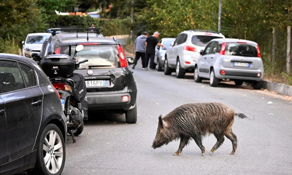 Ιταλία: Μπορούν οι λύκοι να σώσουν τη Ρώμη από τα αγριογούρουνα;